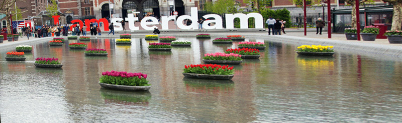 Цветы Амстердама