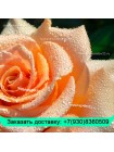 Отличный букет из кремовых роз (60 см) 
